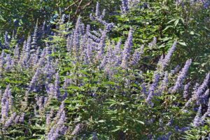 Vitex jahňací rastlina