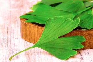 Bylinky na erekciu: Ginkgo biloba